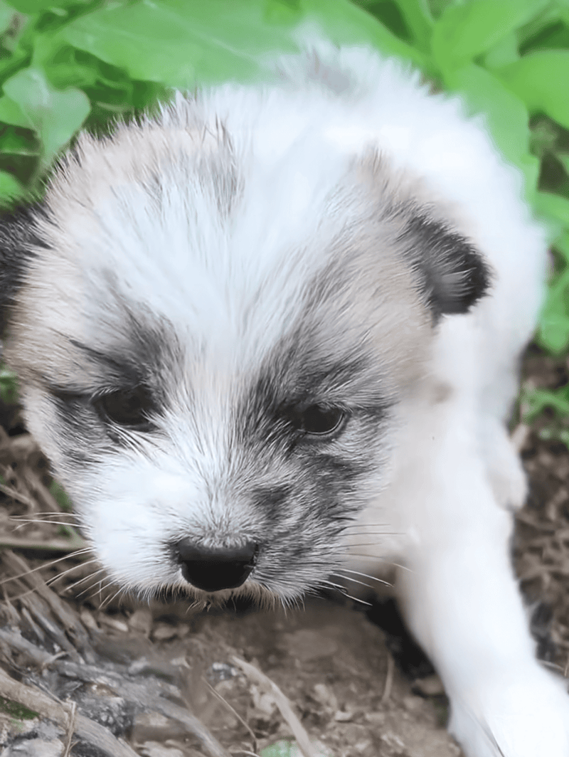 Cute Siberian Husky puppy with striking blue eyes surrounded by green foliage.
