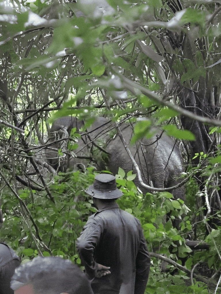 Elephants in natural habitat with conservation team in lush forest setting.