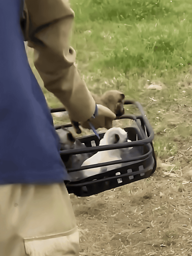 Dog walking puppies in a basket during outdoor park walk.