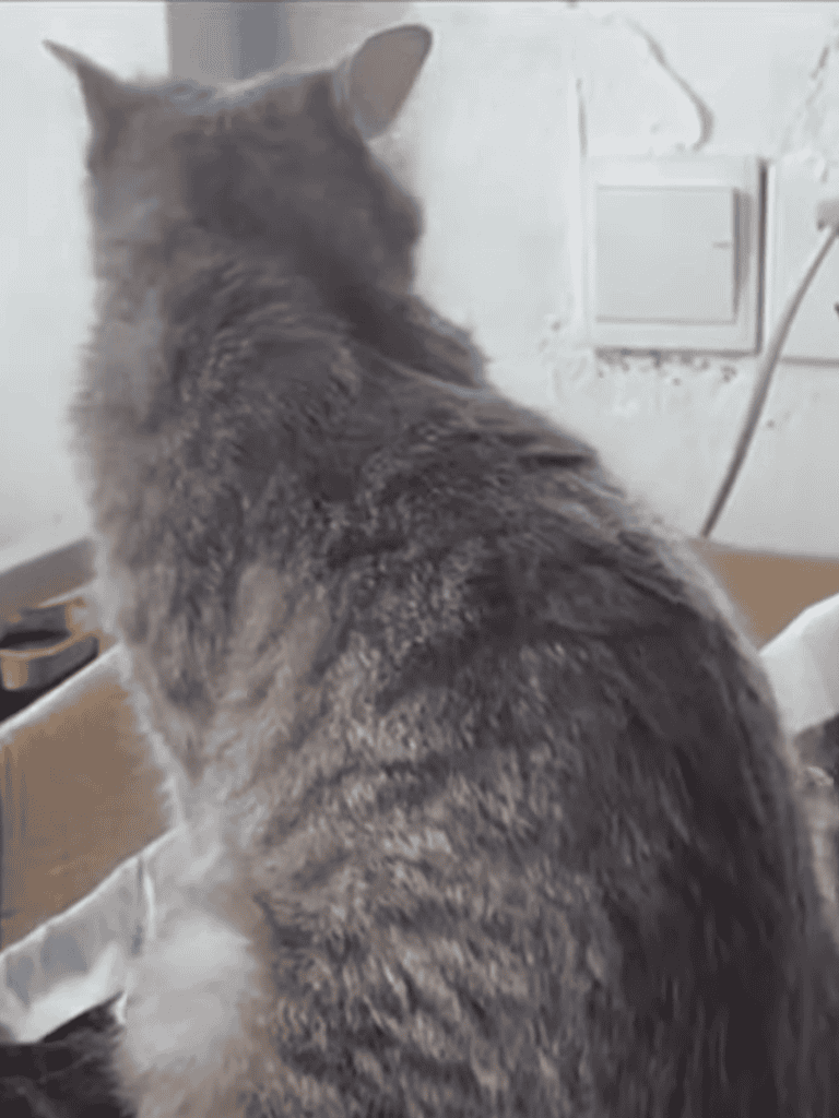 Gray tabby cat sitting on a cardboard box, facing away, in a cozy indoor setting.