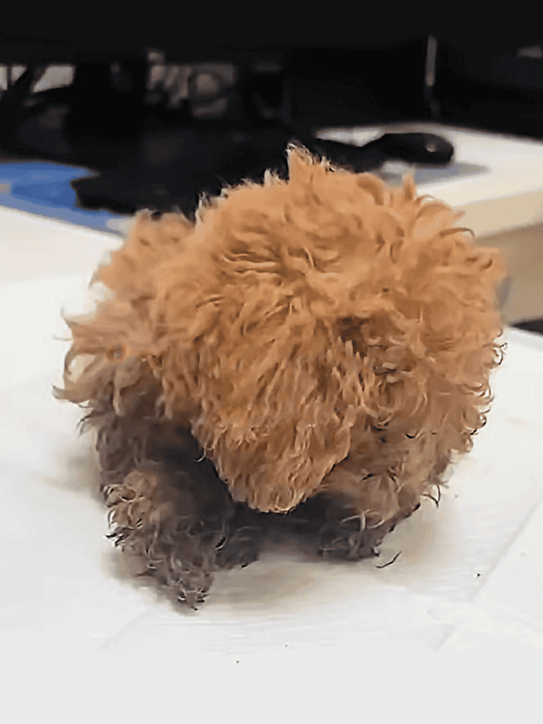 Adorable curly-haired puppy resting.