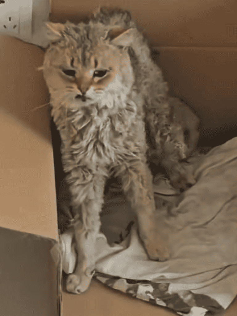 Playful tabby cat in a cardboard box enjoying a cozy nap.