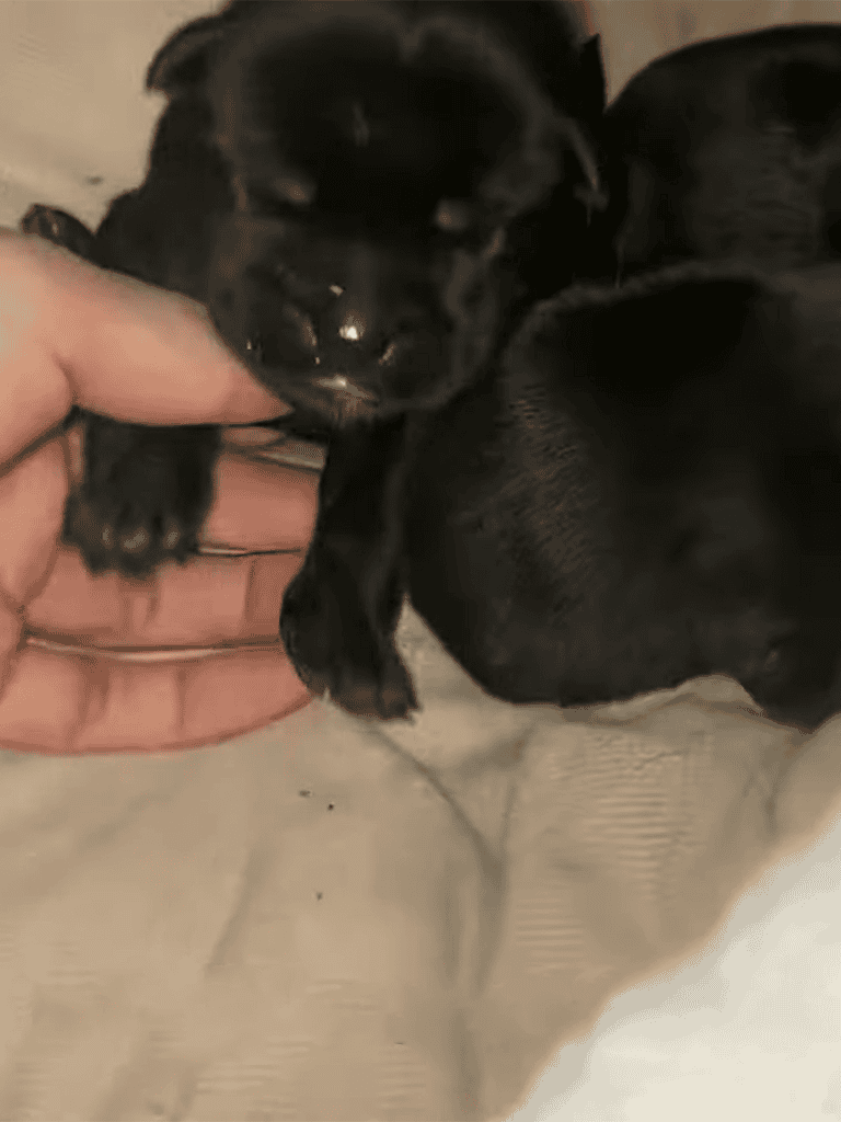 Adorable black puppy sleeping and cuddling with a hand for comfort.