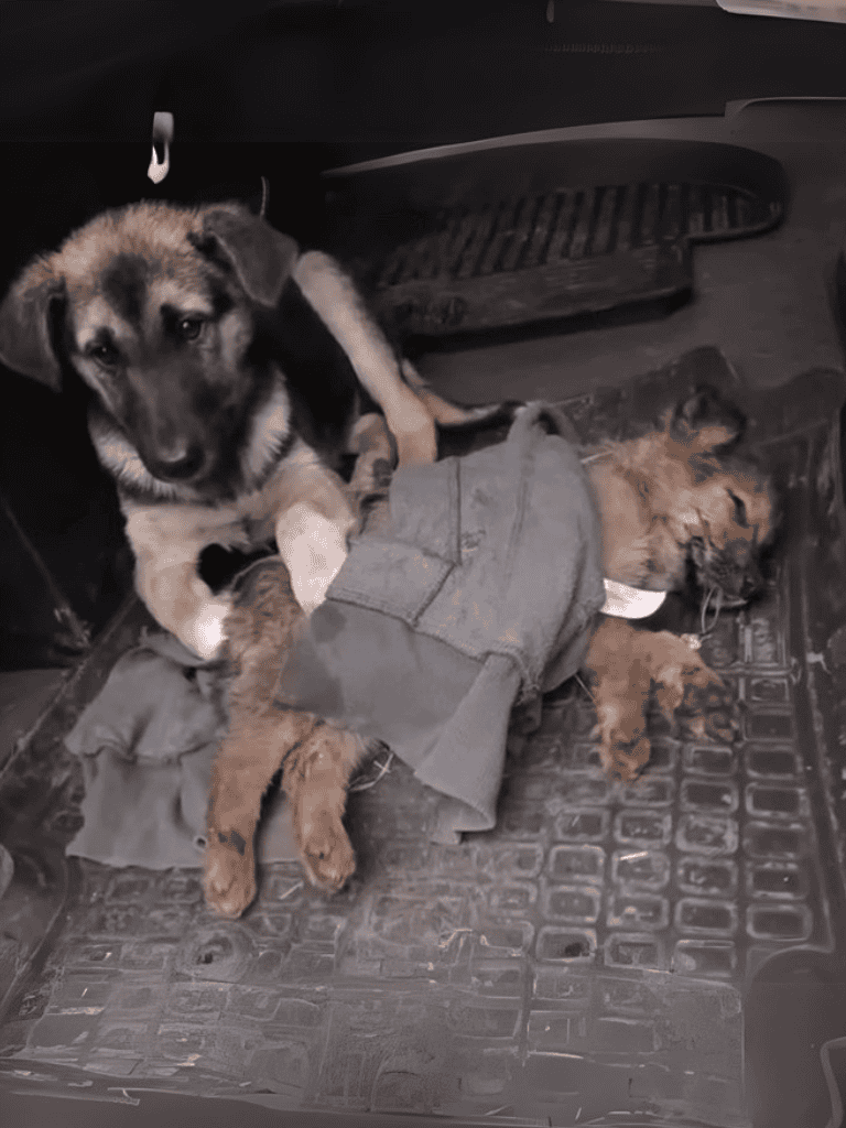 Adorable puppies resting in car, one with a harness. Friendly, caring dog rescue and adoption photos.