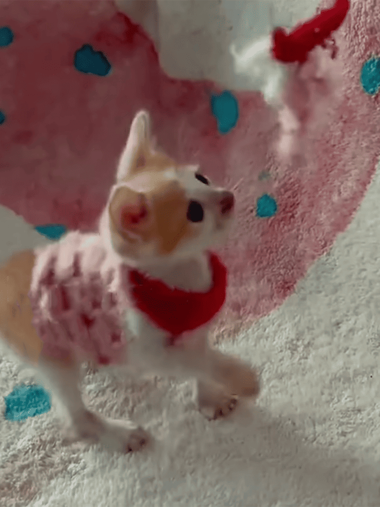 Adorable puppy in a red harness playing on a colorful blanket, perfect for pet lovers and dog enthusiasts.