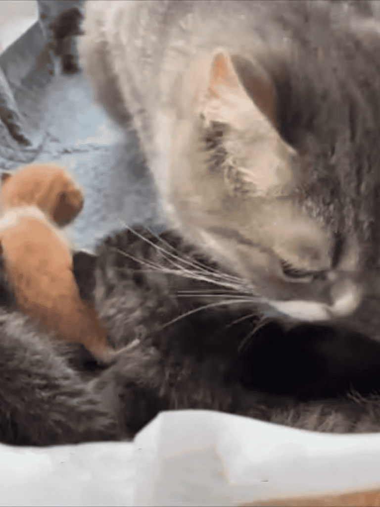 Adorable mother cat caring for her tiny newborn kittens in a cozy setting.