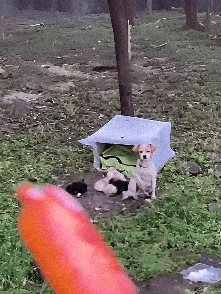 Cute puppies in a makeshift outdoor shelter, with a woman and a dog in a natural environment, showcasing dog rescue and shelter efforts for stray pets.