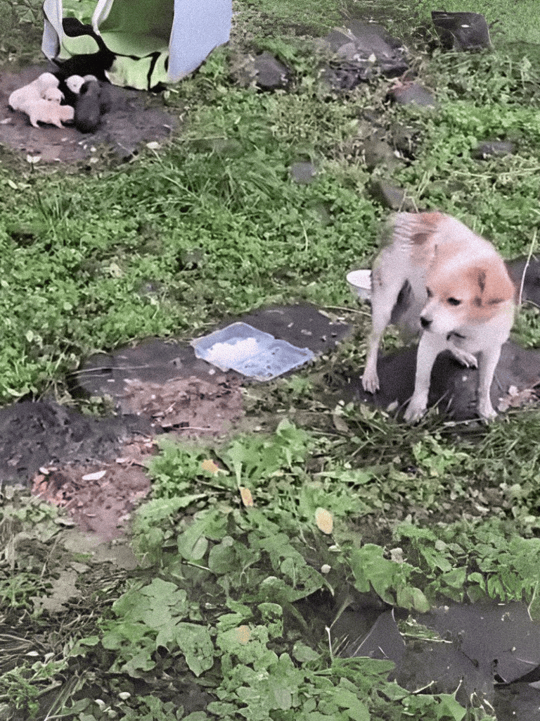 Cute puppy and dog laying and sitting outside in grassy area.