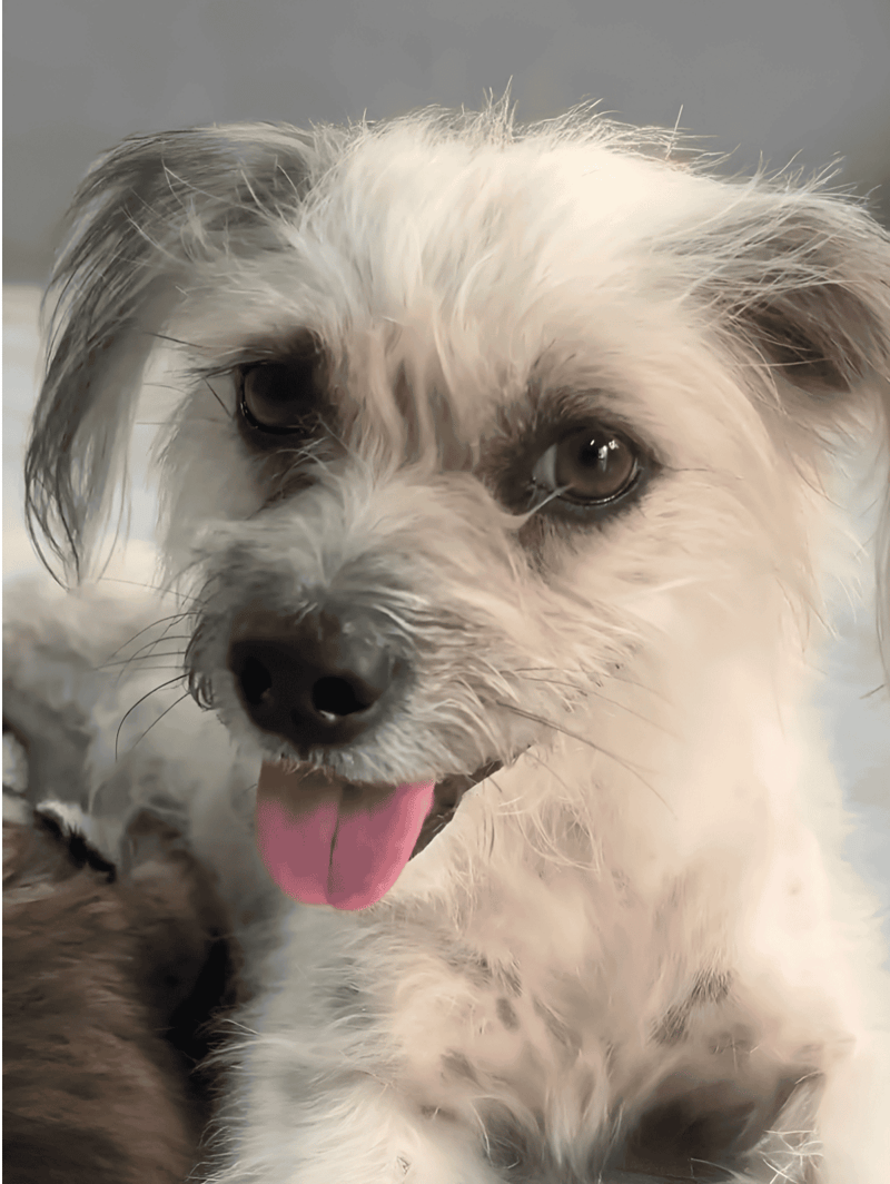 Dog with fluffy fur, expressive eyes, and playful expression, showcasing a friendly and adorable pet.