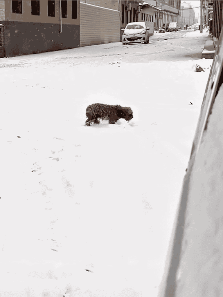Dog walking in fresh snow on city street during winter.