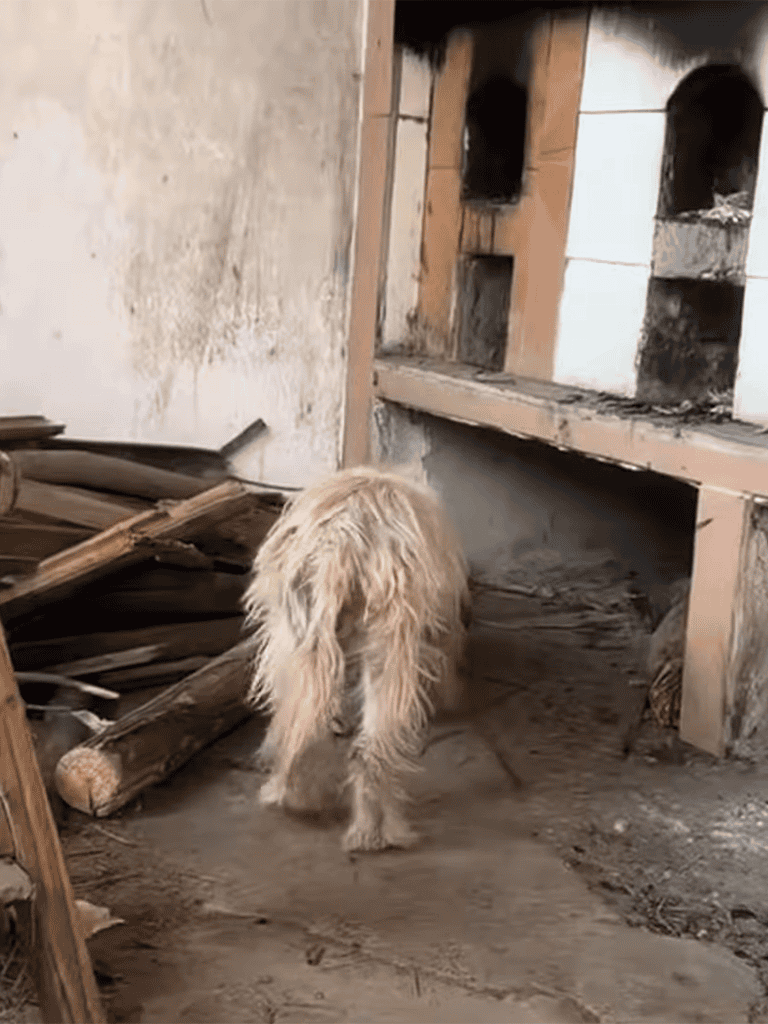 Dog searching for a safe shelter outside.