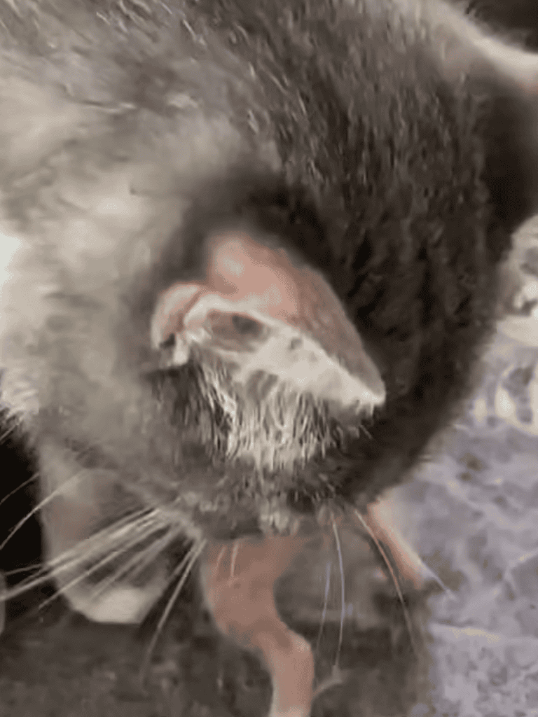 Close-up of a black and white cat's face with a pink nose and whiskers.