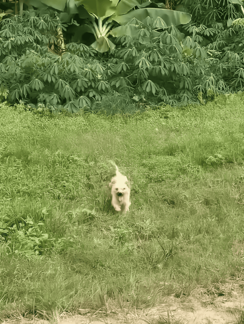 Adorable small dog running through green grass with dense foliage in background.