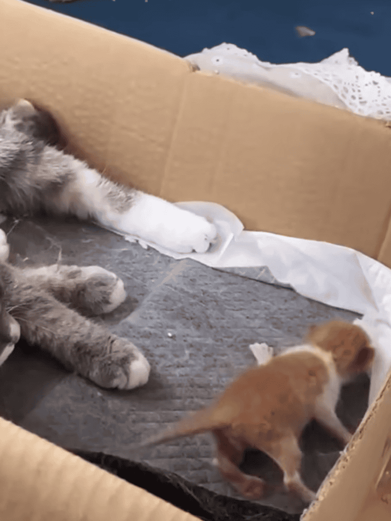 Adorable puppy and kitten in a cardboard box, discovering each other and playing together peacefully.