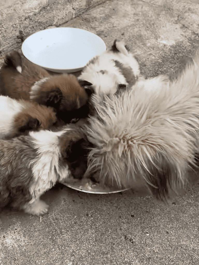 Adorable puppies sharing a meal from a bowl, showcasing their bonding and love for food.