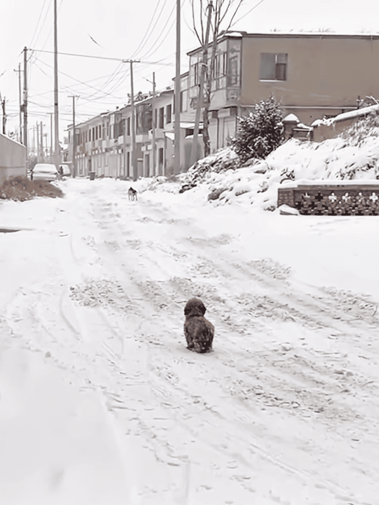 Cute dogs playing and exploring snowy neighborhood environment.