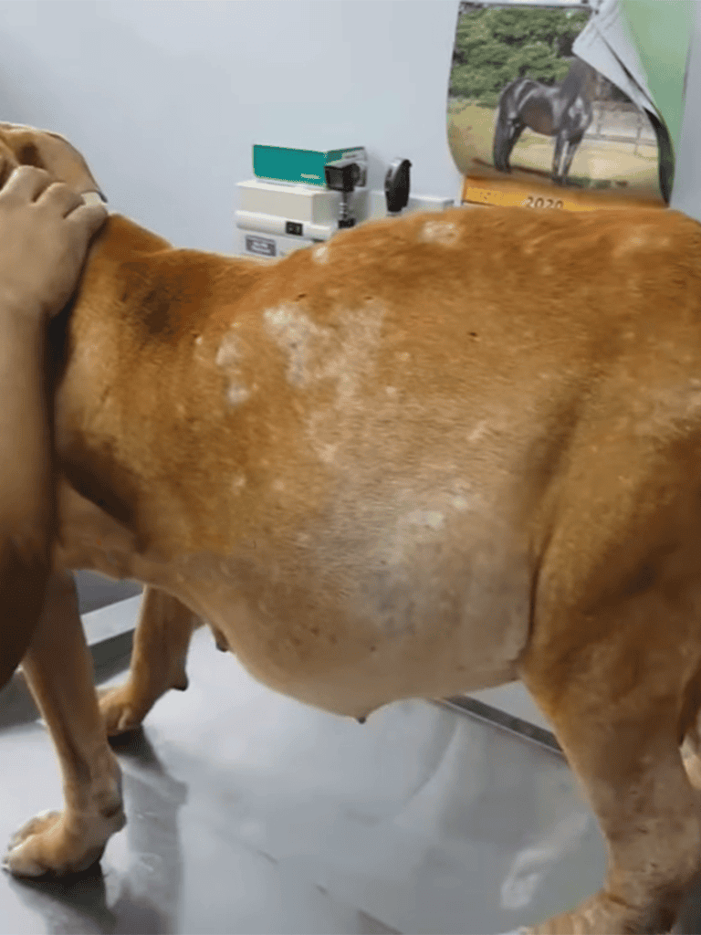 Dog skin allergy treatment exam.
