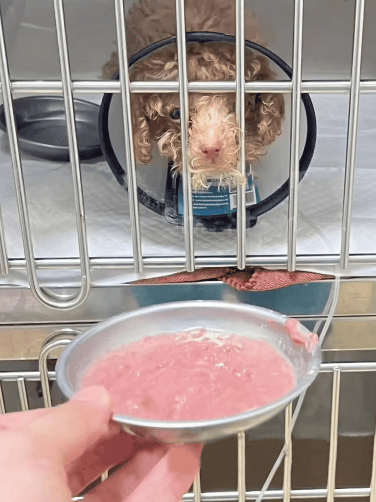 Gentle puppy in a crate with a calming cone, waiting for a treat, showing trust and comfort.