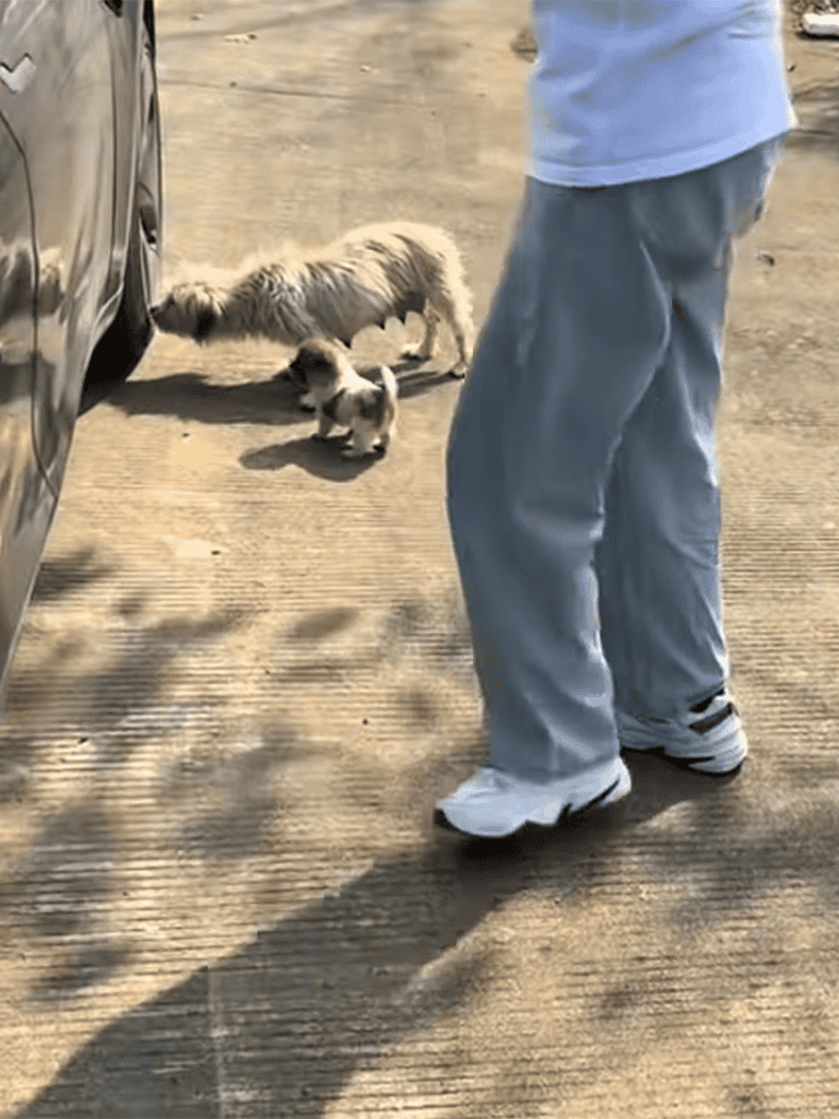 Dog and owner training on concrete surface outdoors.