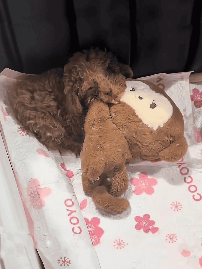 Adorable puppies cuddling with plush toys on a floral dog bed. Perfect for pet lovers and dog care enthusiasts.