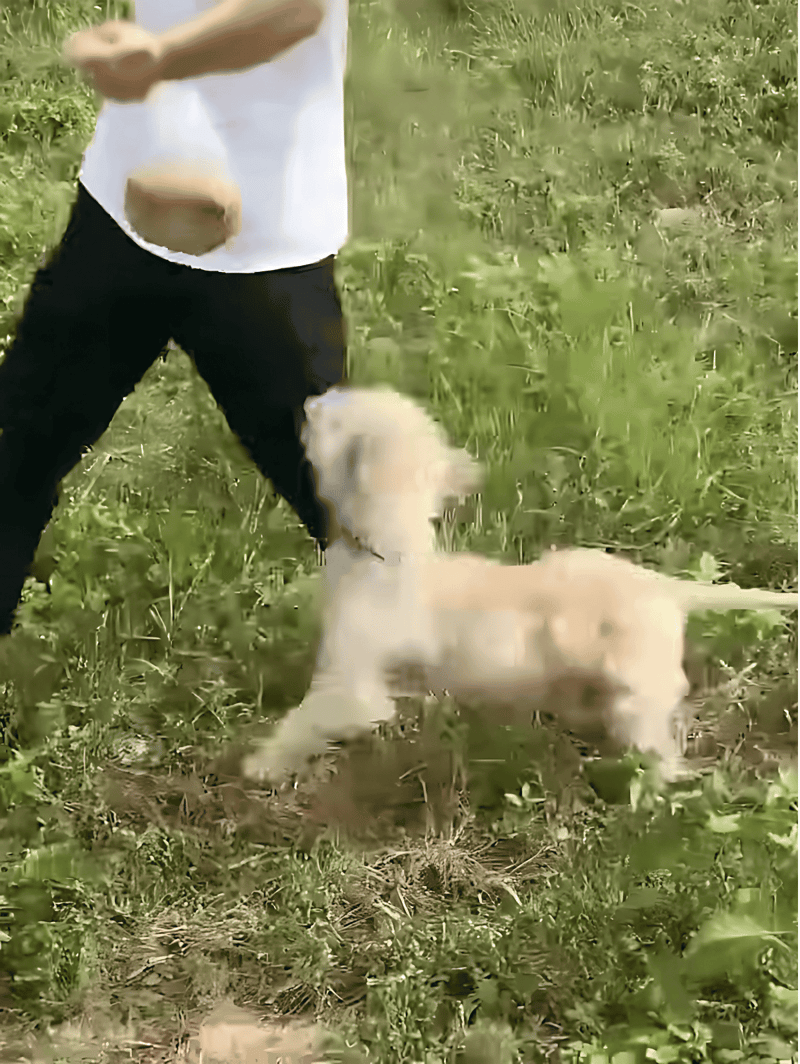 Dog training, puppy obedience, outdoor dog activity, pet training session.