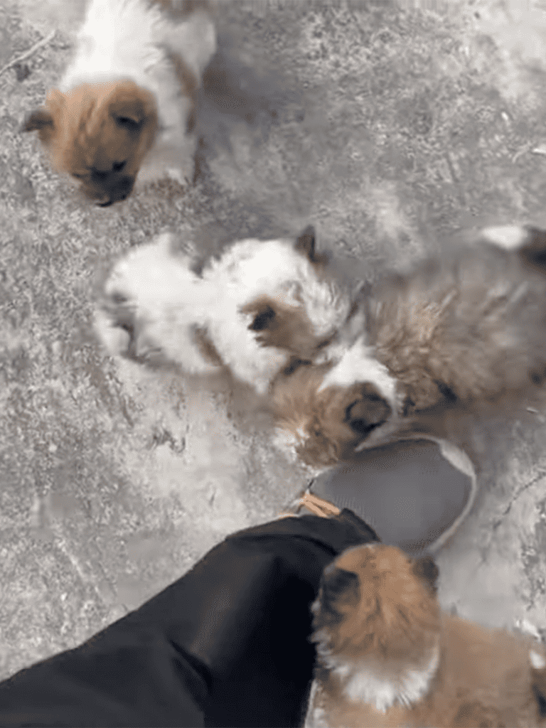 Adorable puppies playing together in a cozy home environment.