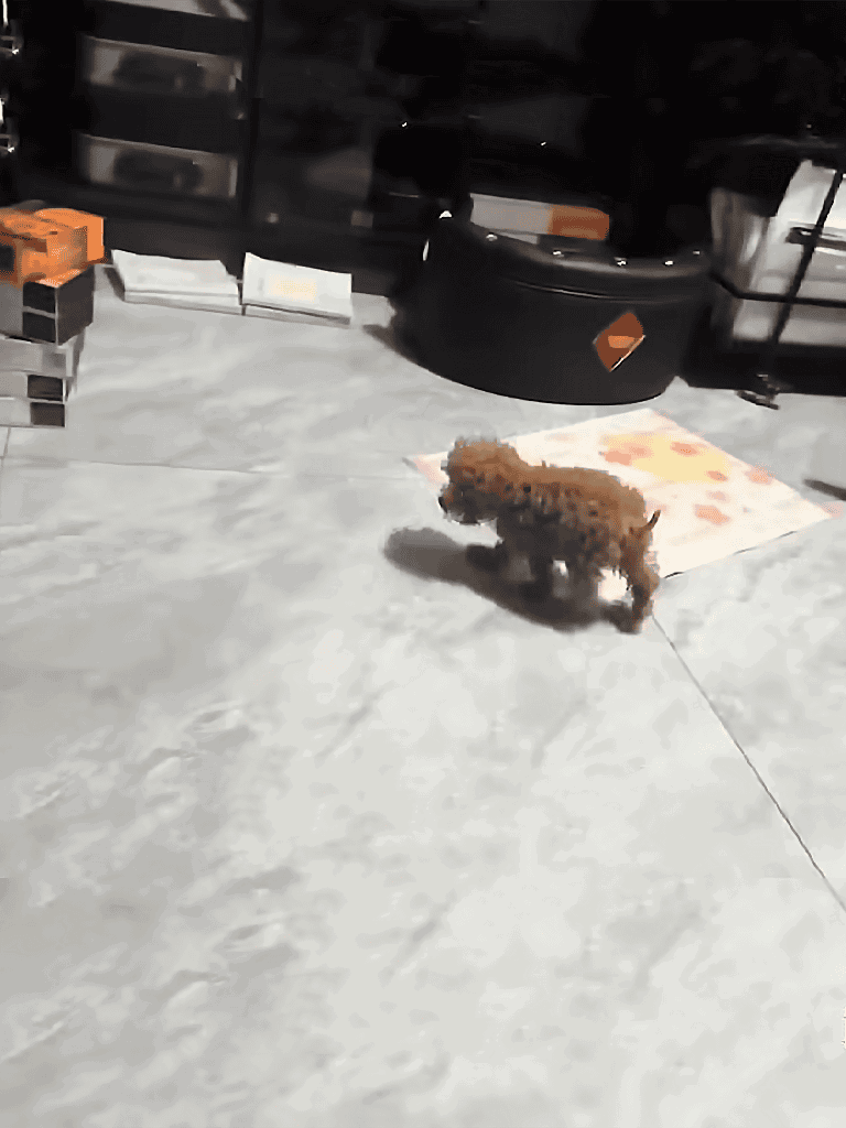 Cute brown puppy walking on marble floor and leash inside a home.