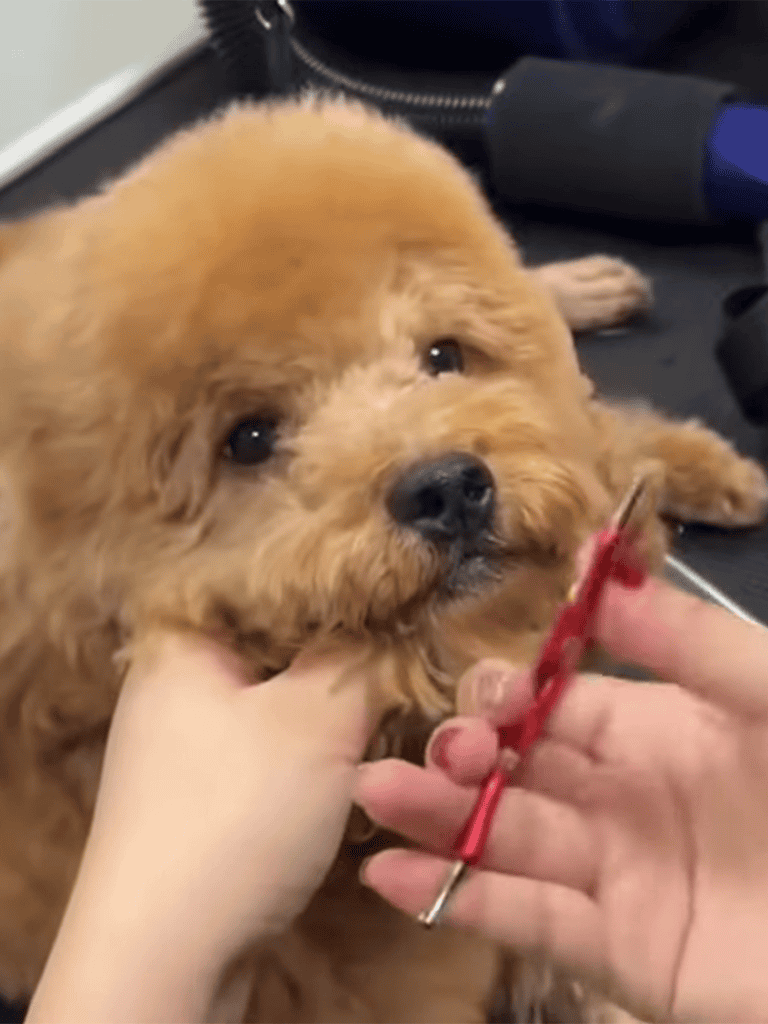 Adorable puppy during vet exam, receiving preventive care and health check.