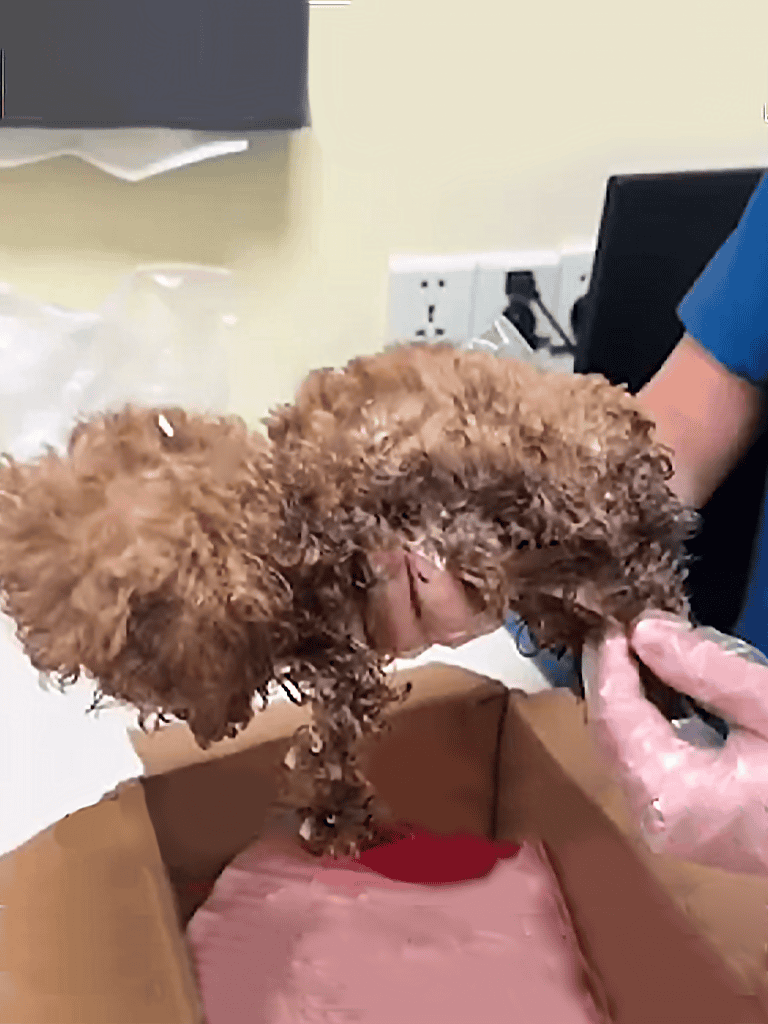 Deluxe dog grooming and bathing service with gentle handling, ensuring a clean, happy furry friend.