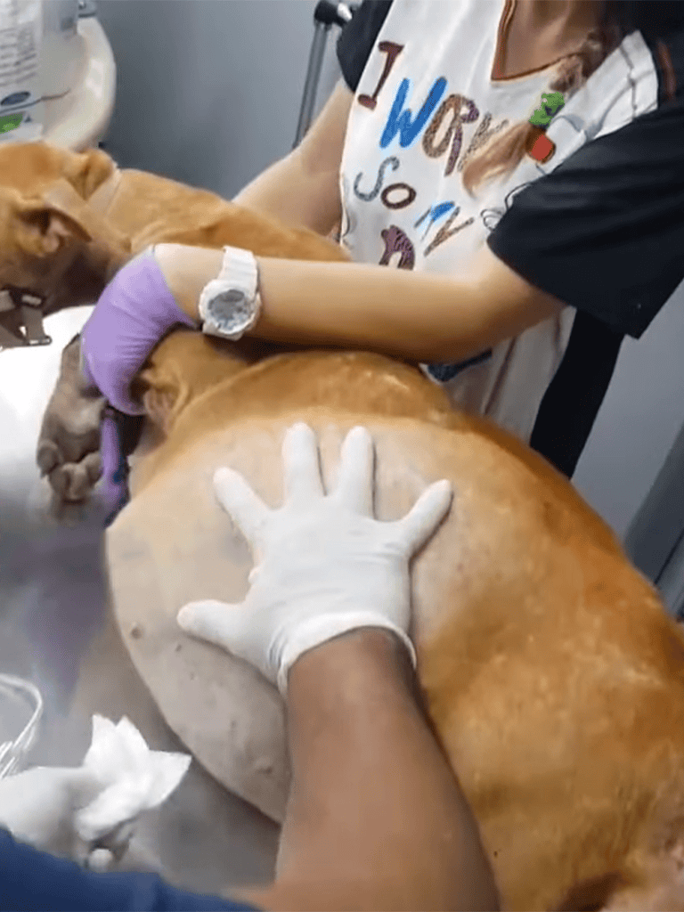 Dog receiving veterinary examination and treatment.