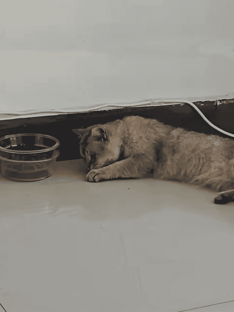 Relaxed cat lying near food bowls on clean floor, peaceful and calm, pet-friendly environment, perfect for feline comfort.