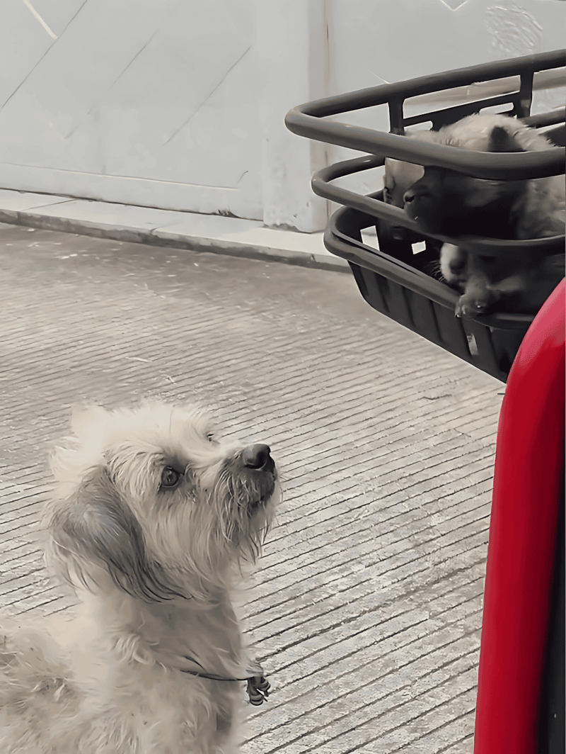 Friendly dog on concrete surface gazing at dog in basket attached to cart outdoors.