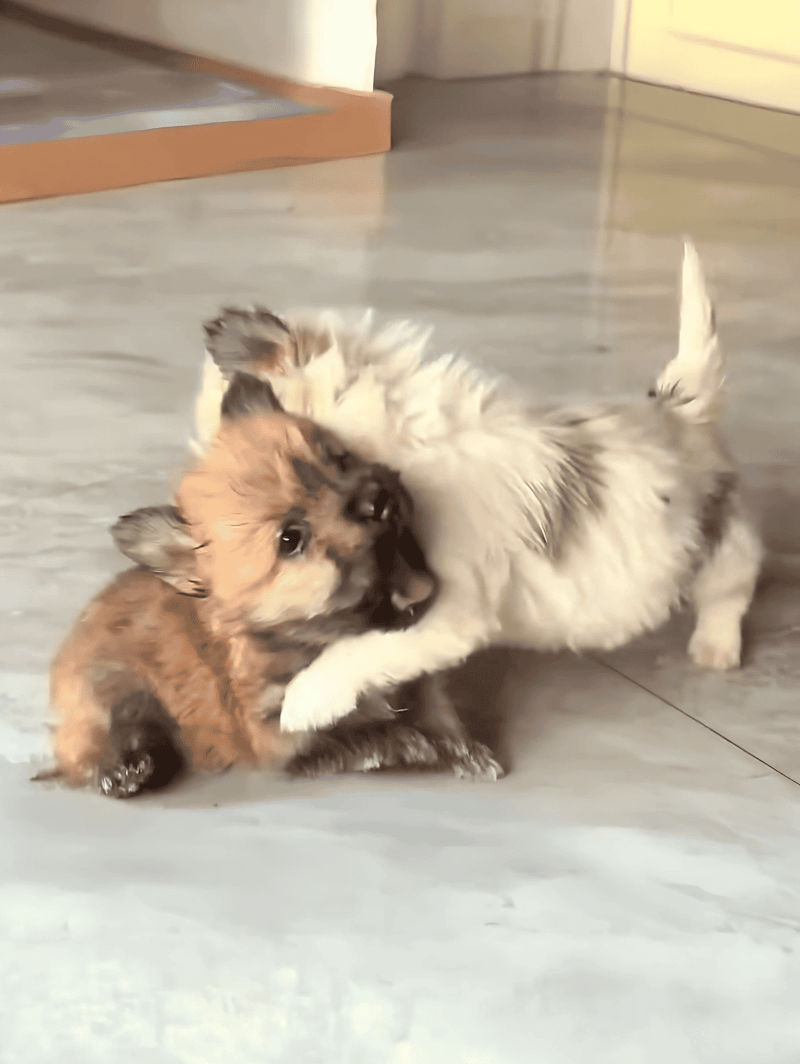 Adorable puppy and kitten playing together indoors, showcasing pet bonding.
