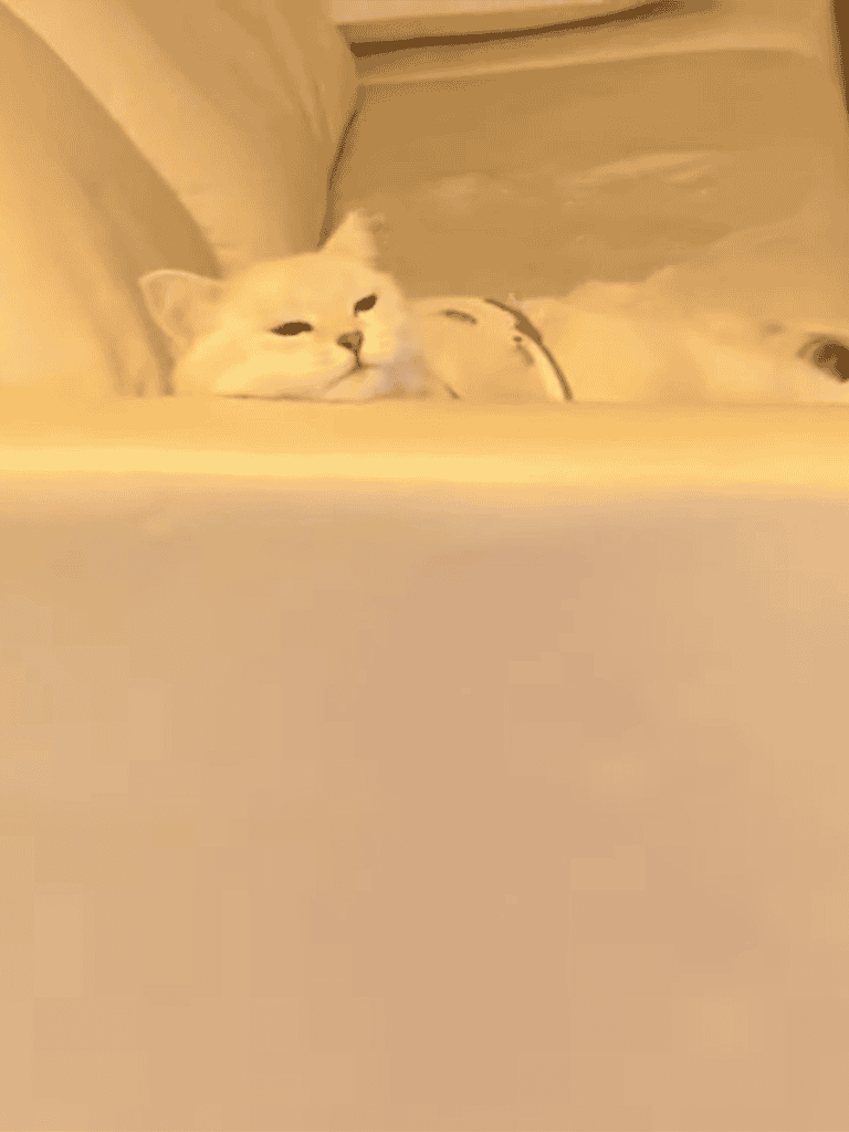 Adorable white cat lying patiently, enjoying a peaceful moment at home.