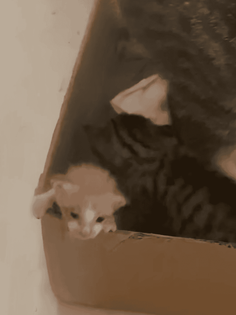 Adorable kittens playing and exploring inside a cardboard box for pet entertainment.