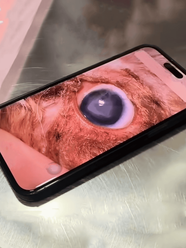 Close-up of a dog's eye on a smartphone screen, highlighting pet eye health and eye care products.