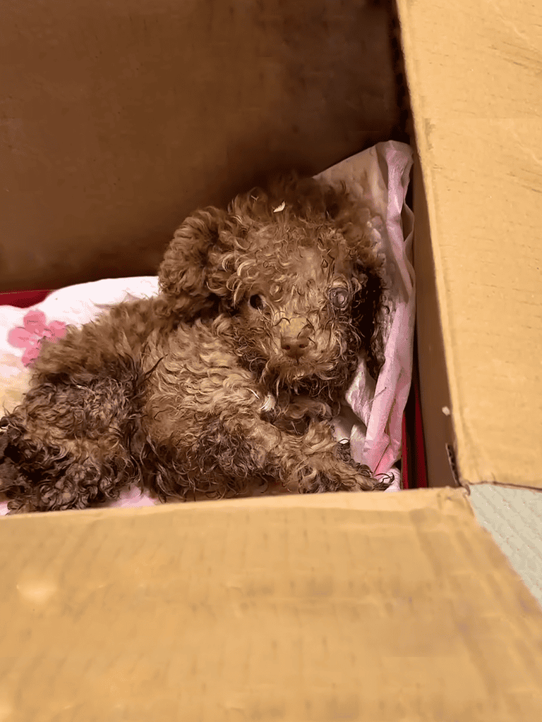 Adorable curly-haired puppy lying inside a cardboard box, cozy and relaxed.