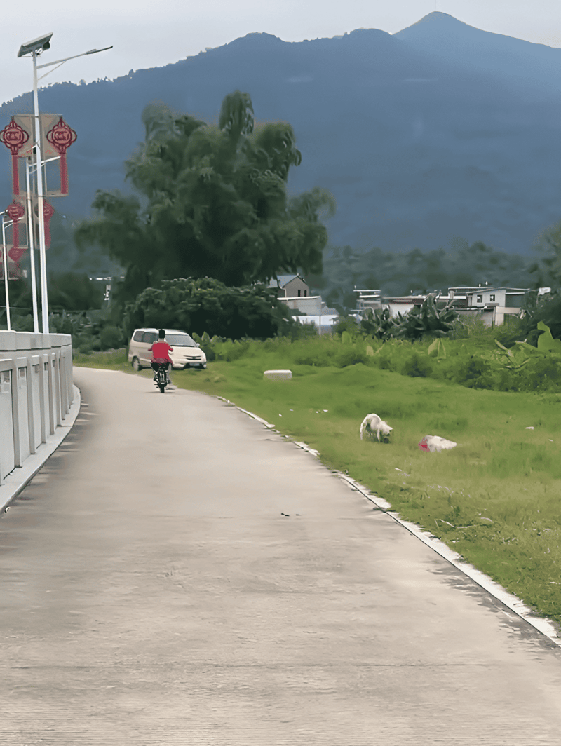 Dog walking on a paved trail near green fields and mountains in background.