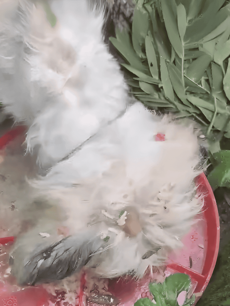 Dog grooming, adorable fluffy dog, pet care, indoor grooming session.