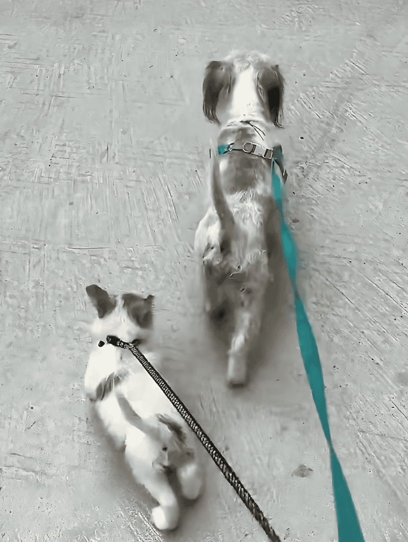Adorable puppy and playful dog on a walk, with leashes in hand.