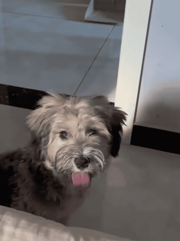 Adorable mixed-breed puppy with fluffy fur and a happy, playful face, sitting on a gray tile floor inside a home.
