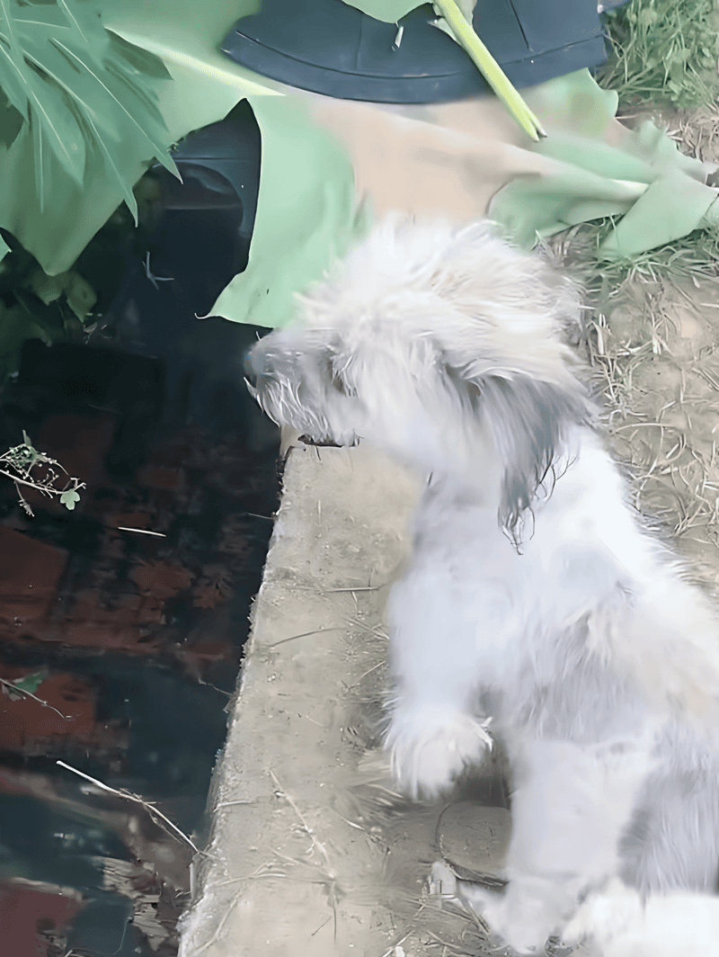 Cuddly dog exploring lush outdoor garden with plants and soil.