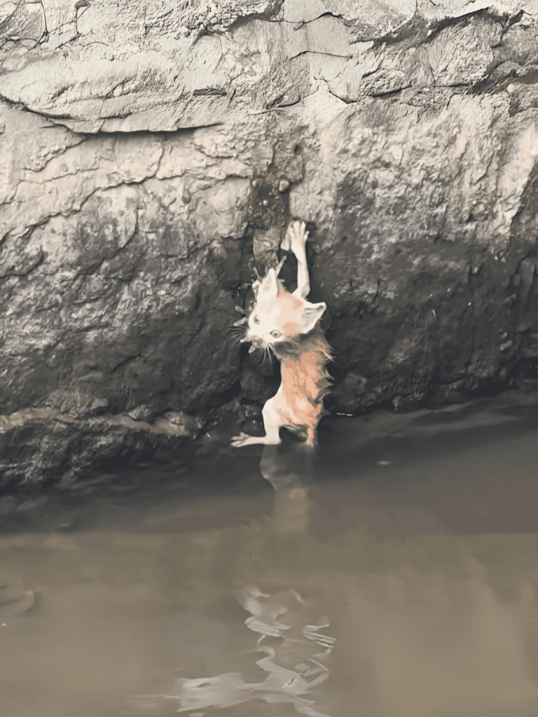 Cat climbing rocks near water for adventure and exploration.
