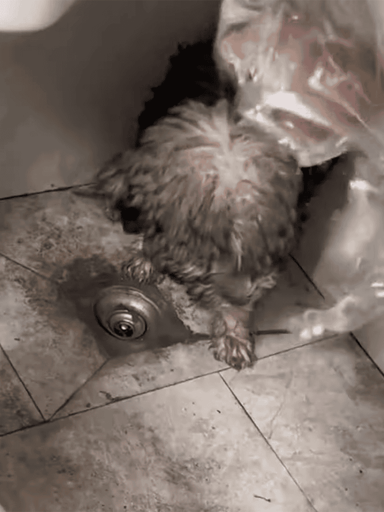 Adorable Shih Tzu puppy explores behind bathroom door. Perfect for dog lovers and pet owners seeking cute dog videos.