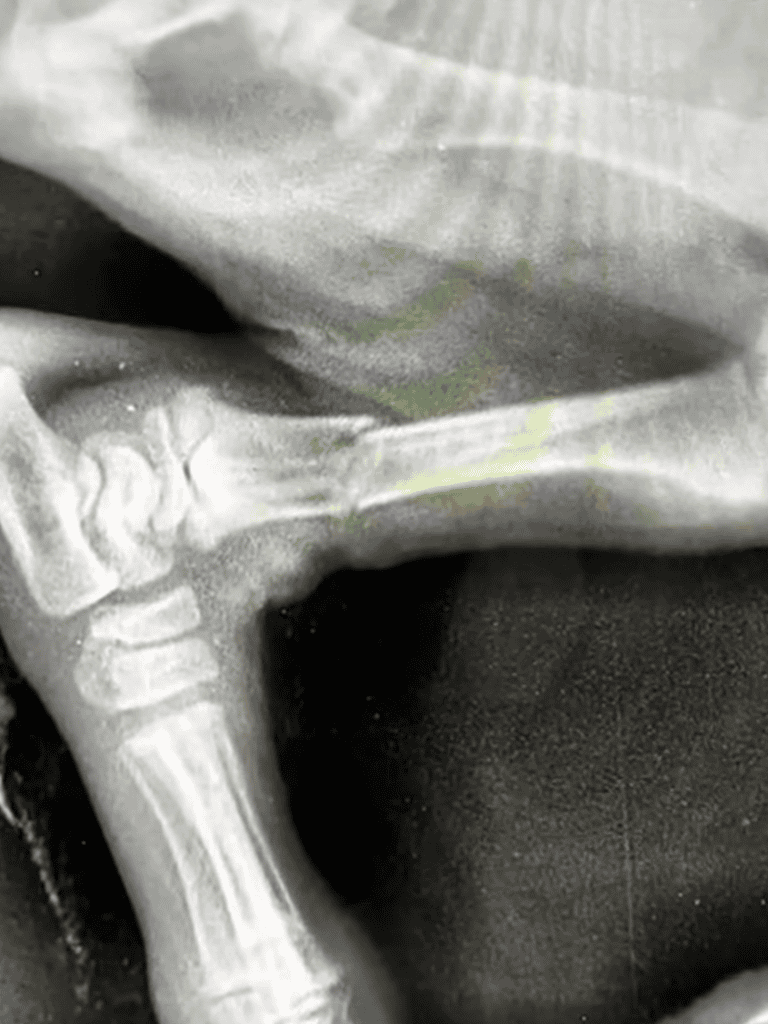 X-ray of a broken bone in a dog's limb for veterinary diagnosis.