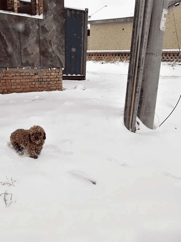 Adorable brown curly-haired dog playing in the snow outdoors.