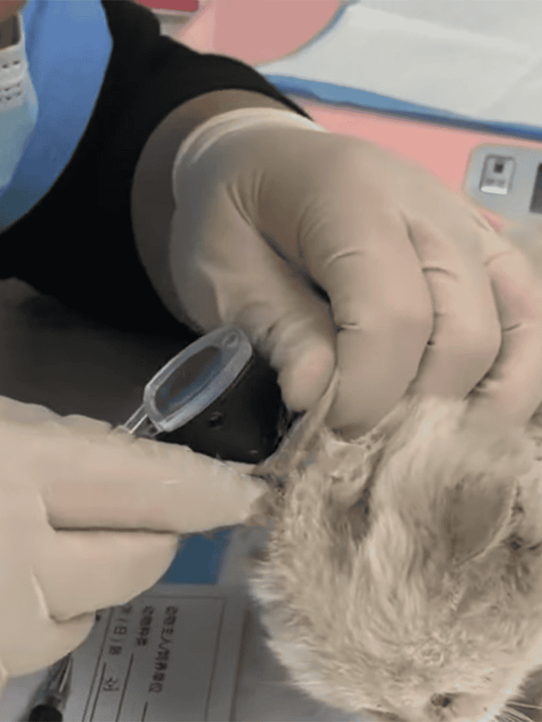 Close-up of a veterinarian administering a vaccine to a dog, highlighting pet vaccination care.