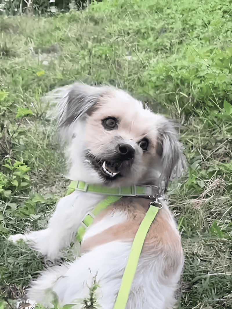 Adorable puppy sitting in green grass, enjoying a day outdoors, perfect for dog care and training insights.