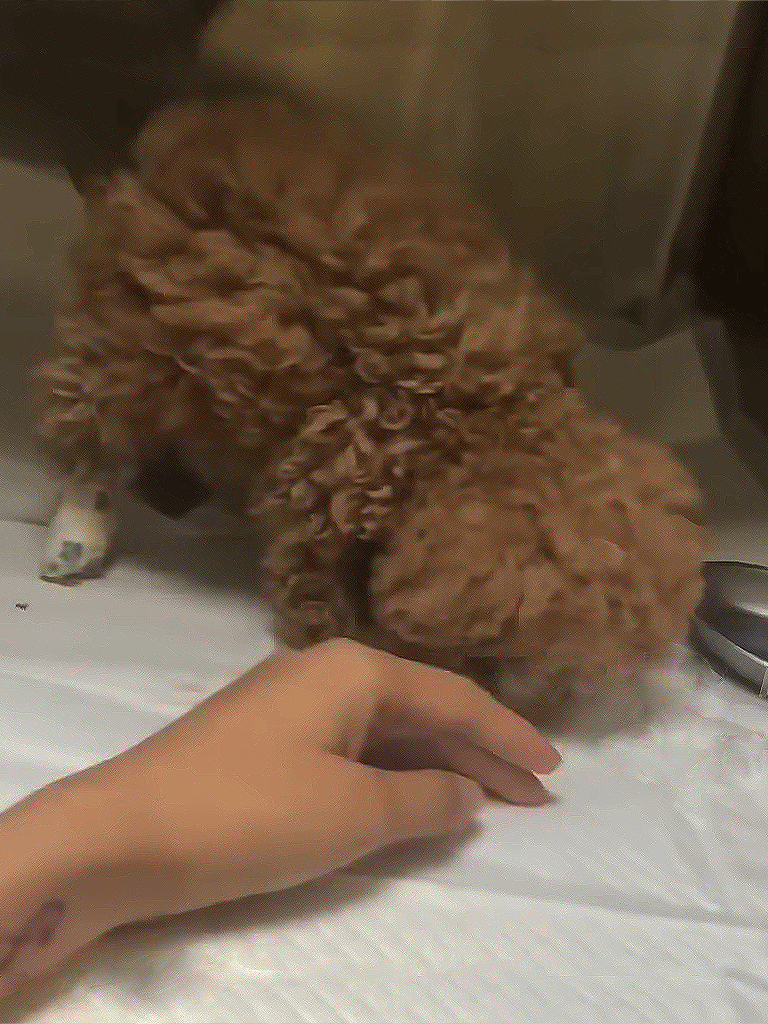 Adorable brown puppy sniffing and exploring at home, showcasing playful and curious dog behavior.