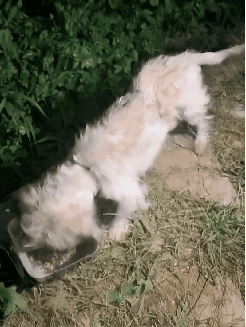 Cute puppy drinking water from a plastic dish outdoors.
